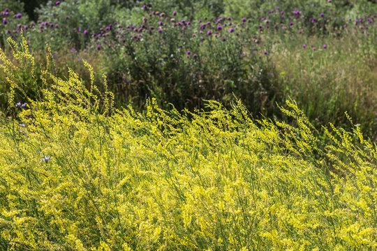 Thickets of wild yellow Melilot (Melilotus officinalis) in a mea