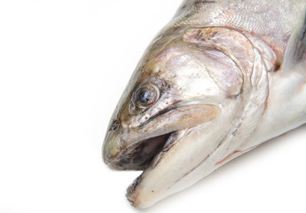 native brook trout isolated over a white background