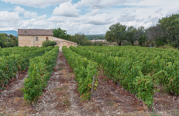 Fototapeta na wymiar Small plantation of grapes in the wine region of Ardeche.