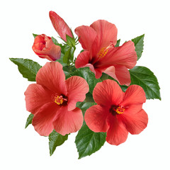 pink hibiscus flowers and buds - obrazy, fototapety, plakaty