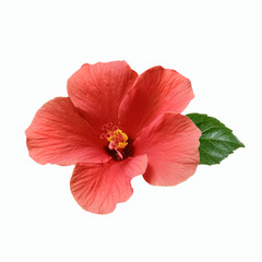 pink hibiscus flowers and buds - obrazy, fototapety, plakaty