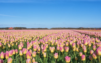 Multicolored tulip fields in the northern province of the Nether