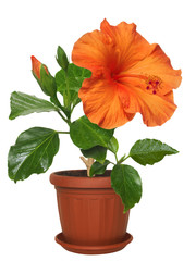 potted flowers hibiscus