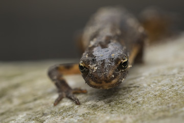 Smooth newt Lissotriton vulgaris portrait