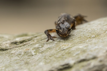 Smooth newt Lissotriton vulgaris portrait