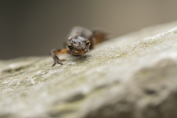 Smooth newt Lissotriton vulgaris portrait