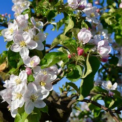 Fr&uuml;hling - Apfelbl&uuml;ten