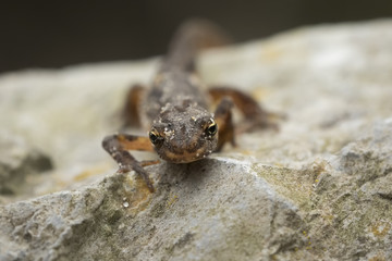 Smooth newt Lissotriton vulgaris portrait
