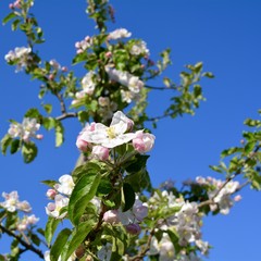 Fr&uuml;hling - Apfelbl&uuml;ten