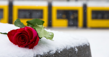 eine rote Rose liegt auf einem Podest, eine Strassenbahn fährt vorbei