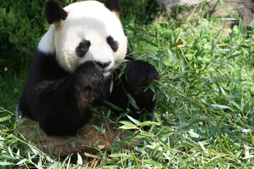 Naklejka premium Panda Géant