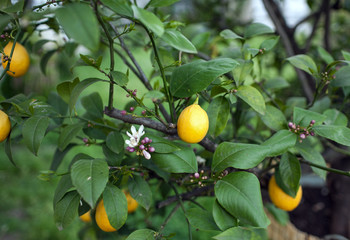 lemon tree with flowers and fruits
