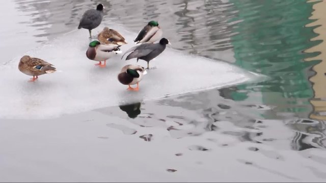 vorbeitreibende Eisschollen mit ruhenden Enten auf einem Flu&szlig; an einem tr&uuml;ben Wintertag

