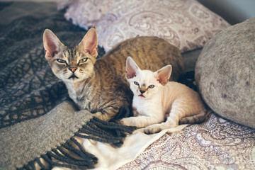 Fototapeta na wymiar Portrait of a cute and funny Devon Rex cats - mother with her small baby kitten, cats are laying down on the bed together. Cats feeling relaxed and comfortable, looking at camera. Cat breeds, litter