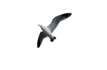 seagull flying © romiri