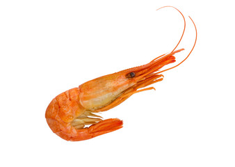 Cooked shrimp isolated