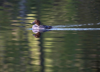 Goldeneye (bucephala clangula).