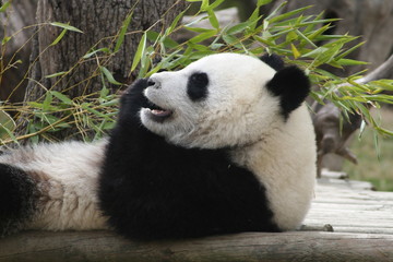 Obraz premium Panda Géant