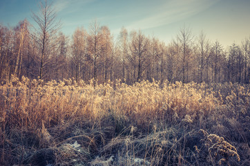 Frozen meadow in cold autumn morning