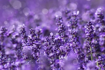 Foto op Canvas lavendel bloemen © Mira Drozdowski