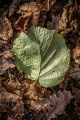 Green lead lying on brown leaves