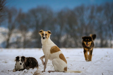 Naklejka premium The Silken Windhound