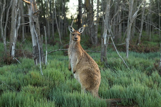 perth