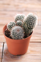 Cactus in brown pot on a brown wooden table