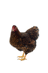 Wyandotte bantam Chicken golden laced in white background