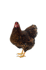 Wyandotte bantam Chicken golden laced in white background
