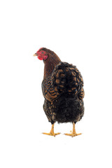 Wyandotte bantam Chicken golden laced in white background