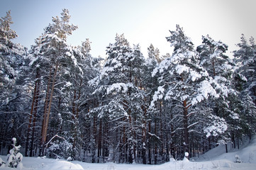 Winter in a pine forest. Pines covered by snow.