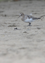 Juvenile Baird's Sandpiper, (Calidris bairdii), a North American vagrant on the Gannel Estuary,...