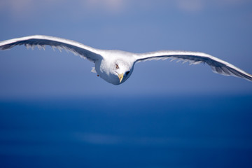 Flying seagull with blue sea and sky in the background