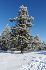 Fototapeta premium Winterliche Landschaft auf der schwäbischen Alb, Deutschland