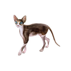 Watercolor portrait of sphynx black and white no hair cat isolated on white background. Hand drawn sweet home pet. Bright colors, realistic look. Greeting card design. Clip art. Add your text