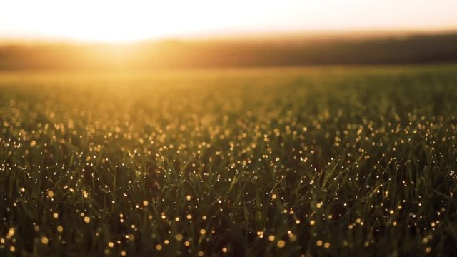 Fresh spring morning grass with dew in the sunrise