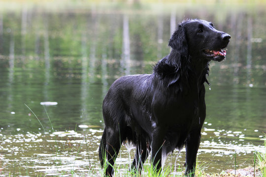 Flat coated retriever by the lake