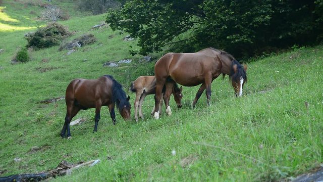 Family of the horses on the forest meadow. Natural rural composition