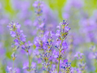 Fototapeta premium Lavender flowers 