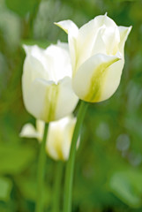 weiße Tulpen "Spring Green"