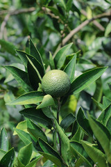 Branches with the fruits of the tangerine trees