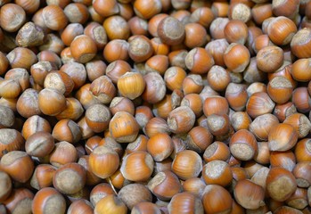 Closeup crude hazelnut background