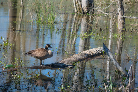 Lone Canadian Goose in a wetland area in North Carolina.  Reflective waters.  Protected habitat.  