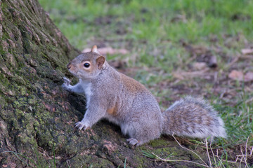Scoiatto in un parco ai piedi di un albero che guarda verso la fotocamera