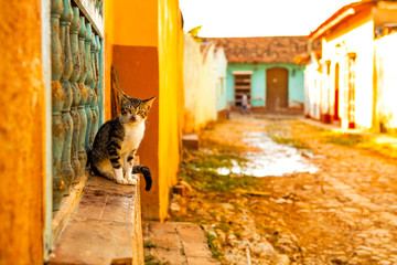 Cat in the colonial town Trinidad, Cuba