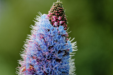 Madeira Natternkopf - Echium candicans - Madeira