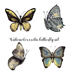Watercolor exotic butterfly set. Hand painted insect collection isolated on white background. Illustration for design, print.