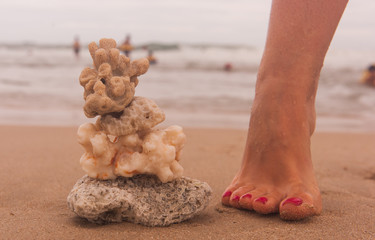 coral reef ocean beach
