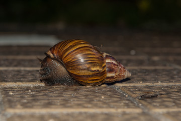snail crawling mollusk